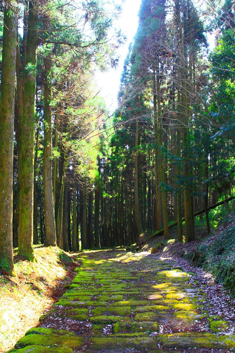 📜 용문사 비탈 (타츠몬지자카) 이미지 5
